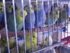 Papugi faliste tczowe,wiek od 2 do 12miesicy,spr